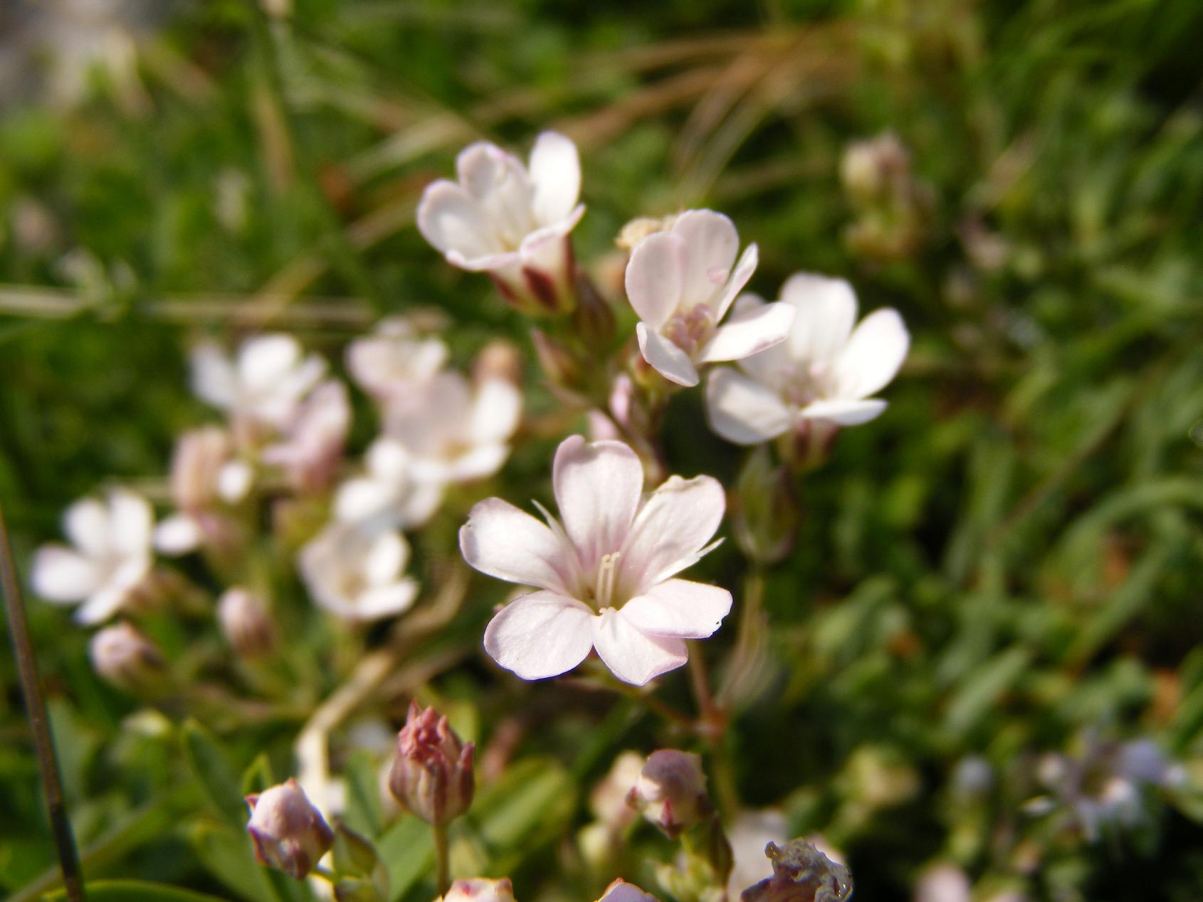 Sentieri ferrati, sentieri fioriti: i fiori dell''Albiolo